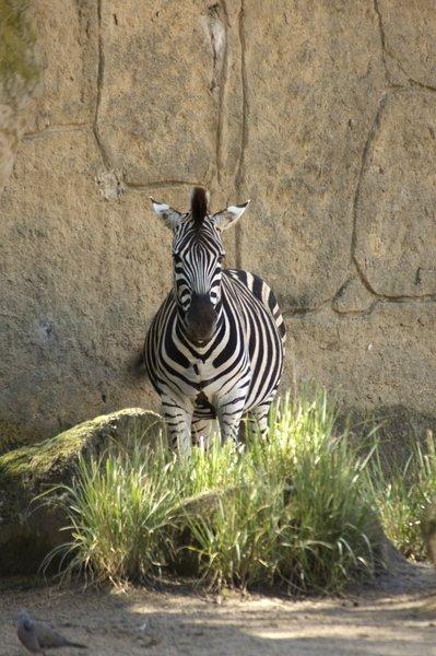 zoo_59 [800x600].jpg
